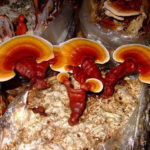 лечебные грибы