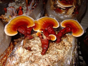 лечебные грибы