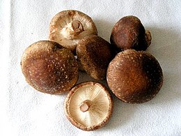 гриб шиитаке